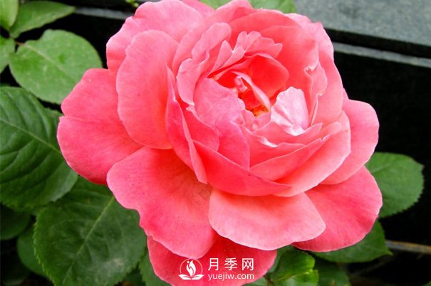 想種月季沒(méi)有經(jīng)驗？來(lái)看看月季網(wǎng)分享的攻略吧(圖1)