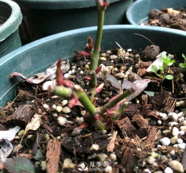 還沒(méi)開(kāi)春月季花就發(fā)芽了，可以放開(kāi)養了嗎？小心倒春寒(圖2)
