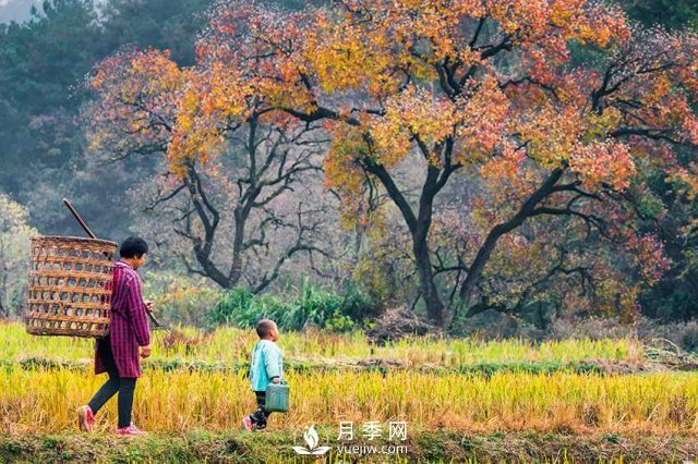 信陽(yáng)市商城縣小鄉村靠烏桕樹(shù)成游客打卡地(圖1)