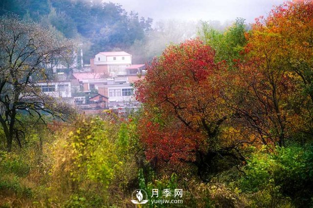 信陽(yáng)市商城縣小鄉村靠烏桕樹(shù)成游客打卡地(圖2)