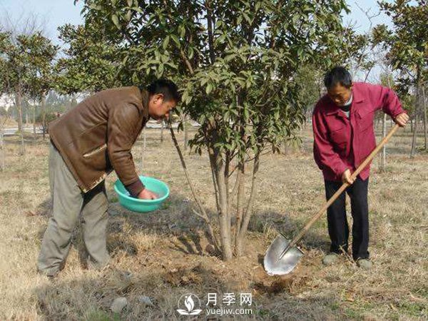 立春了，苗木養護要搞起來(lái)(圖1)