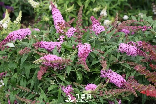 13種耐寒的盆栽花卉，零下20多度可存活，大部分南方也能種(圖20)