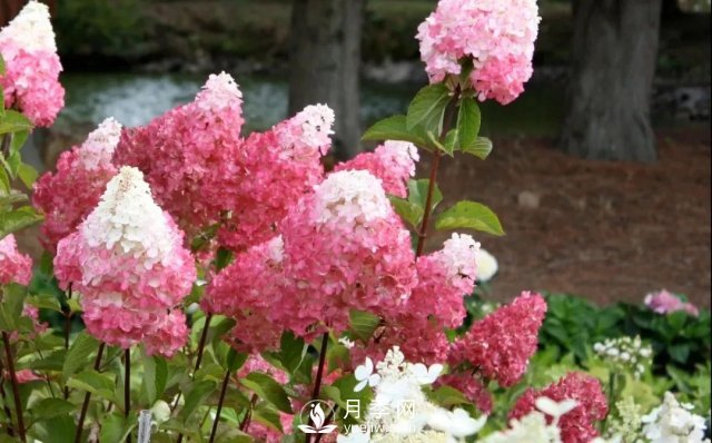 13種耐寒的盆栽花卉，零下20多度可存活，大部分南方也能種(圖15)