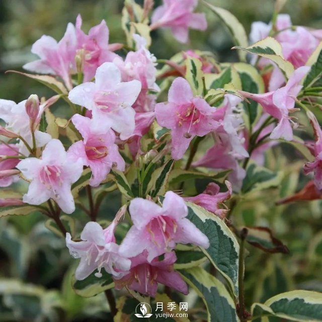 13種耐寒的盆栽花卉，零下20多度可存活，大部分南方也能種(圖12)