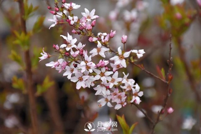 13種耐寒的盆栽花卉，零下20多度可存活，大部分南方也能種(圖32)