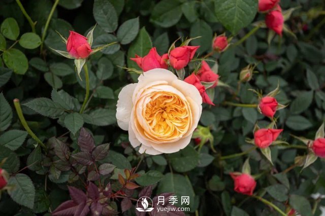 月季養護12個(gè)月計劃表，按照這個(gè)養，月季花園不是夢(mèng)(圖4)