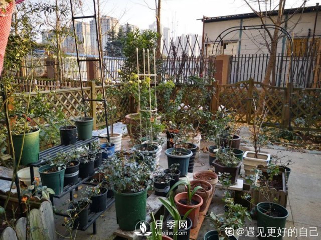 月季養護12個(gè)月計劃表，按照這個(gè)養，月季花園不是夢(mèng)(圖8)