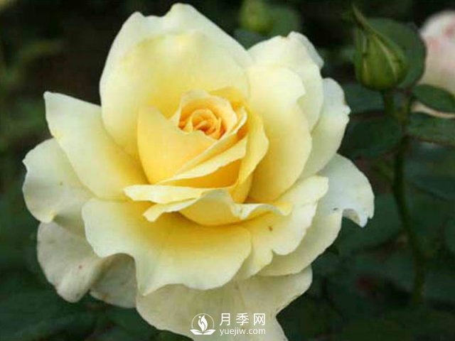 樹(shù)狀月季批發(fā)小常識：月季成長(cháng)需要的五個(gè)條件(圖1)