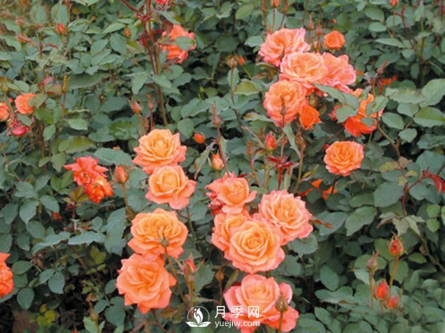 月季花茶和玫瑰花茶怎樣能夠區分開(kāi)？(圖1)