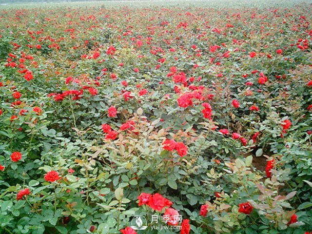 為什么給月季施葉面肥？如何讓月季茁壯成長(cháng)？(圖1)