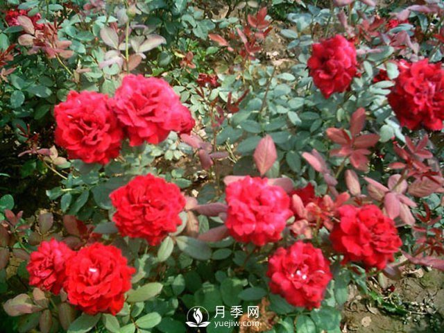 在冬季，怎樣做好月季的扦插？南陽(yáng)月季園告訴你(圖1)