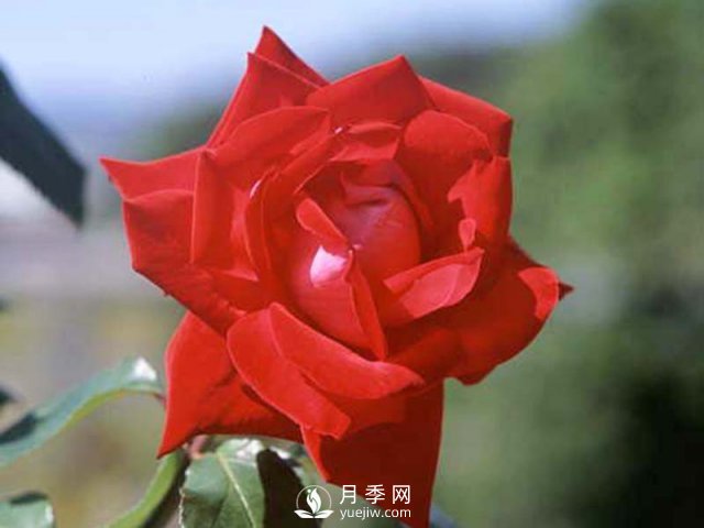 月季的硬枝扦插和管理方法很重要的，直接月季繁育(圖1)