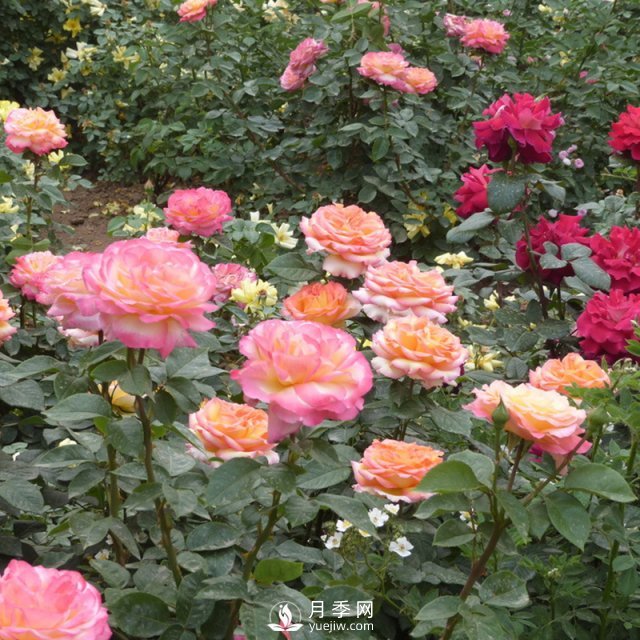 樹(shù)狀月季開(kāi)花少的原因是什么？南陽(yáng)月季告訴你(圖1)