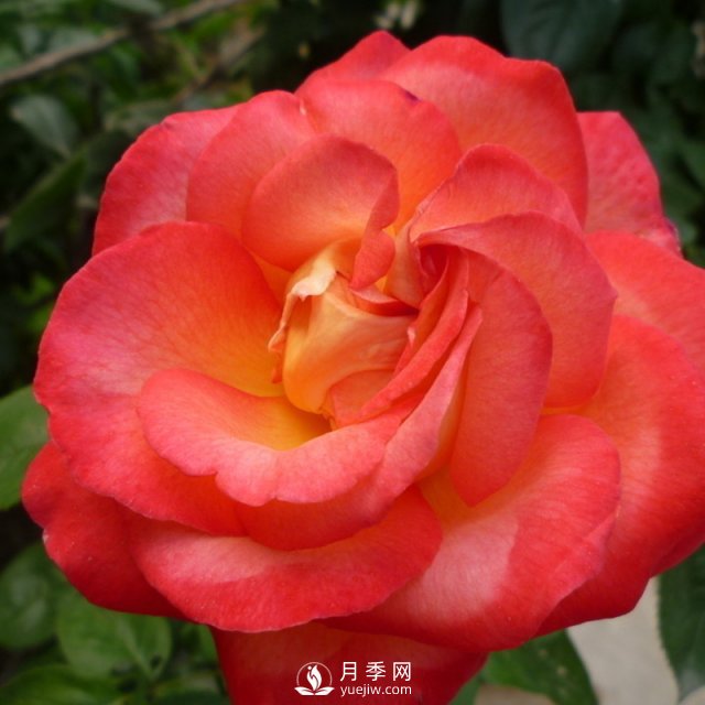 月季該怎么養護？石橋月季告訴你(圖1)