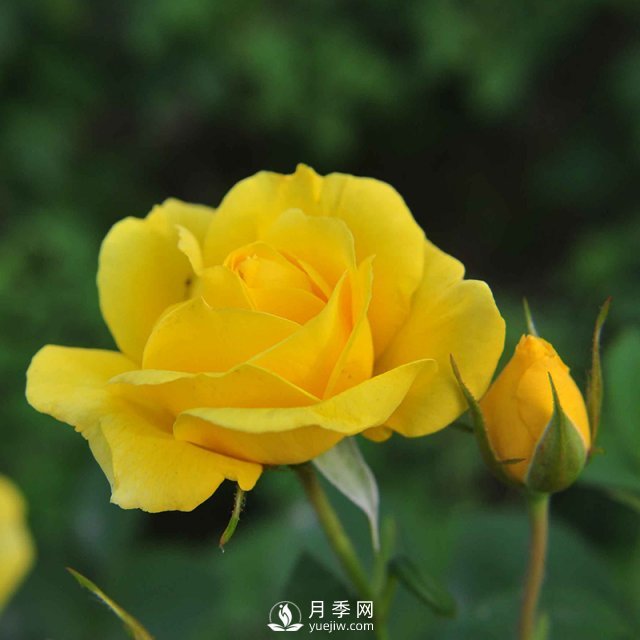 月季栽培需要注意哪些？石橋月季基地告訴你(圖1)