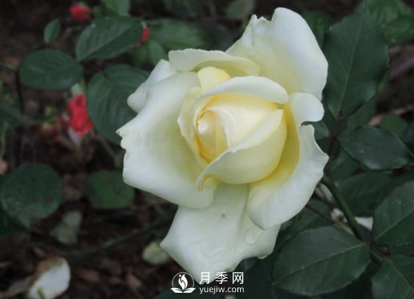 怎樣挑選好月季？(圖1)