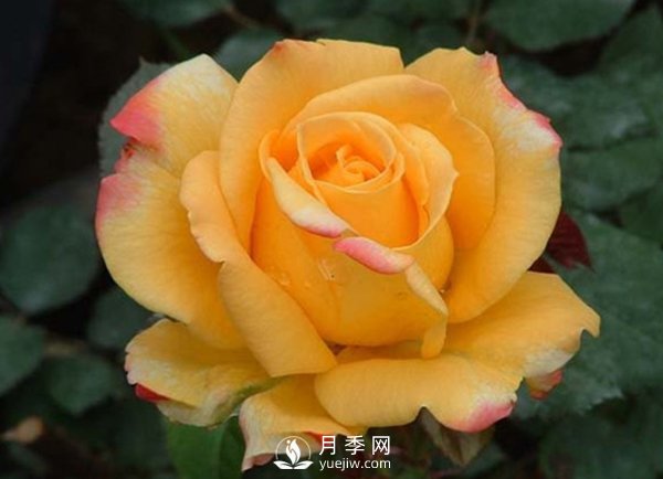 月季莖稈開(kāi)裂怎么辦(圖1)