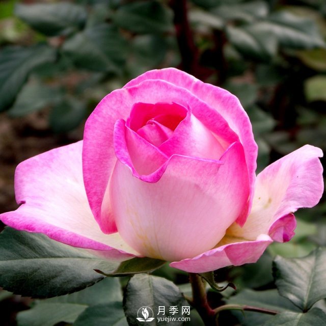 樹(shù)狀月季有哪些優(yōu)點(diǎn)值得大家喜歡呢？(圖1)