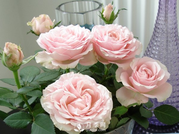 推薦10個(gè)微月品種能開(kāi)又抗病，給新手的微型月季(圖9)