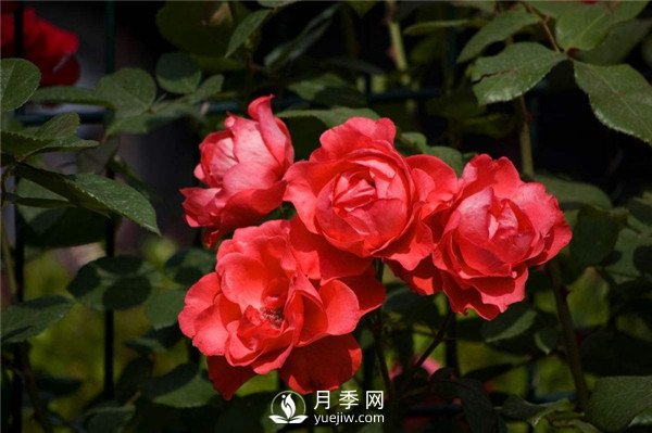 北京紅月季，國月豐花月季推薦(圖3)