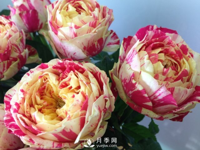 夏天養殖月季花選擇什么品種呢？(圖1)