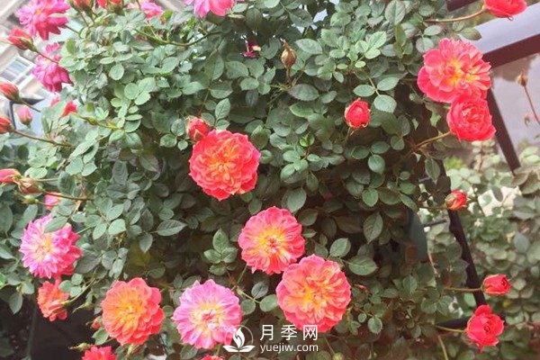 推薦4種微型月季，專(zhuān)為陽(yáng)臺而生，值得擁有(圖2)