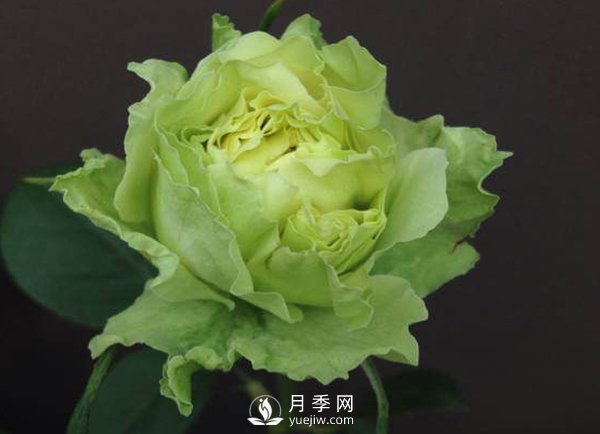月季的嫁接方法你知道嗎？(圖1)