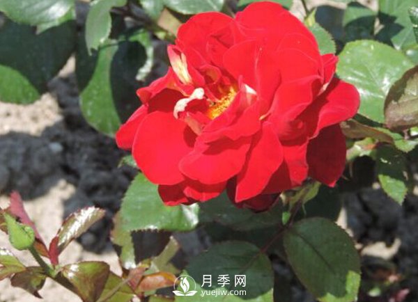 春棚月季管理技術(shù)要點(diǎn)是什么？(圖1)