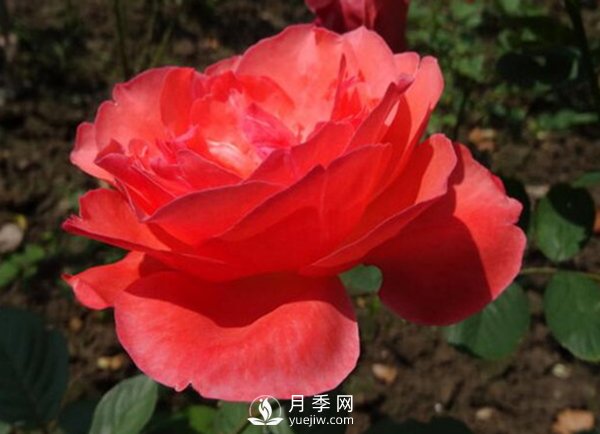 月季夏天施肥的注意事項有哪些？淘米水澆月季有哪些好處？(圖1)
