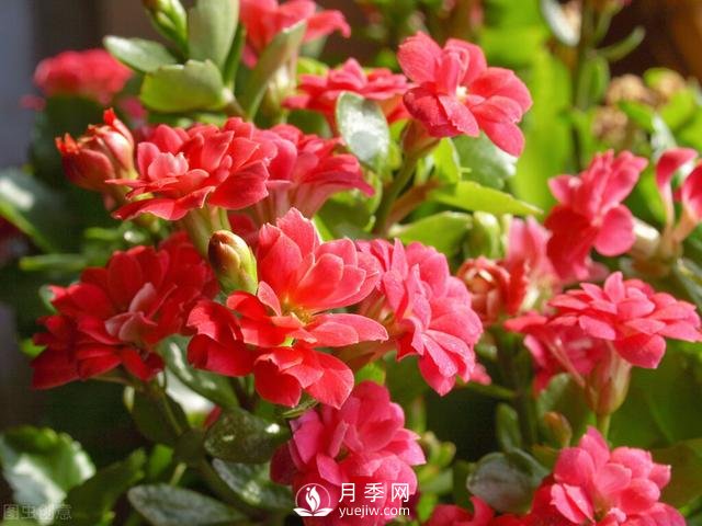 什么花容易種活？(圖4)