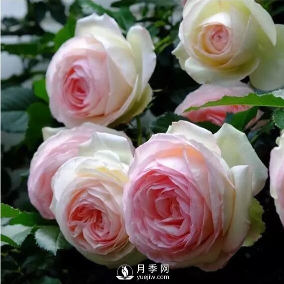 藤本月季如何選？這些經(jīng)典品種隨便一棵美爆你的花園(圖1)
