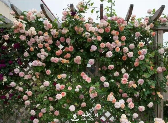 藤本月季如何選？這些經(jīng)典品種隨便一棵美爆你的花園(圖5)