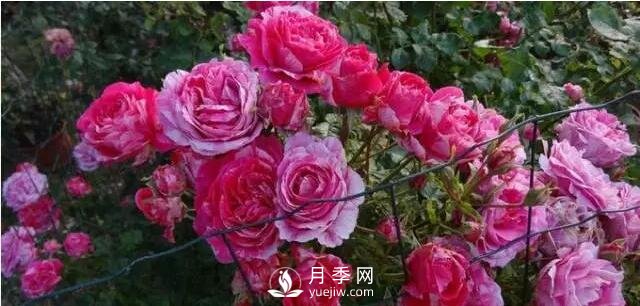 藤本月季如何選？這些經(jīng)典品種隨便一棵美爆你的花園(圖6)