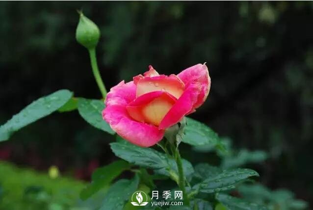 藤本月季如何選？這些經(jīng)典品種隨便一棵美爆你的花園(圖2)