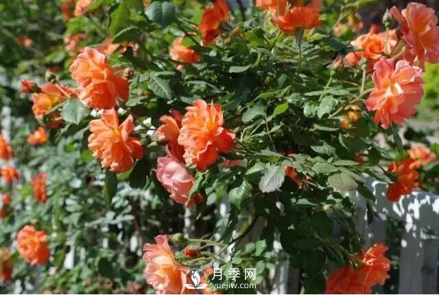 藤本月季如何選？這些經(jīng)典品種隨便一棵美爆你的花園(圖14)