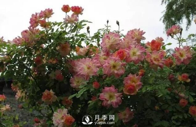 藤本月季如何選？這些經(jīng)典品種隨便一棵美爆你的花園(圖12)