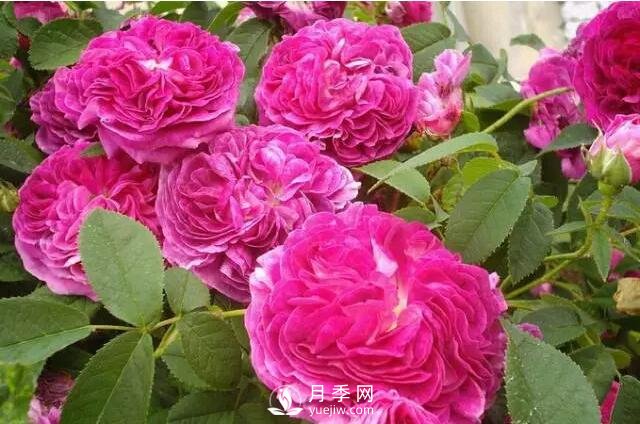 藤本月季如何選？這些經(jīng)典品種隨便一棵美爆你的花園(圖7)