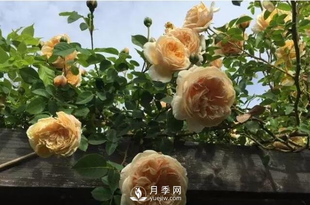 藤本月季如何選？這些經(jīng)典品種隨便一棵美爆你的花園(圖8)
