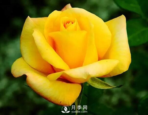 藤本月季如何選？這些經(jīng)典品種隨便一棵美爆你的花園(圖11)