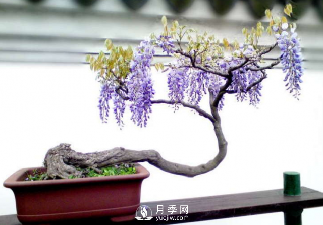 4種開(kāi)花植物南方花友要慎重選擇，第二年開(kāi)花就難了(圖2)