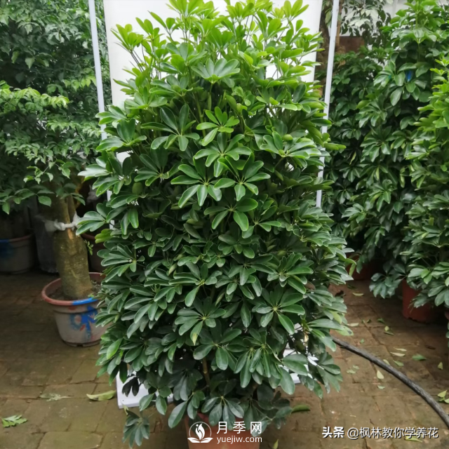 推薦10種冬季溫度低也能正常生長(cháng)的花卉品種(圖7)