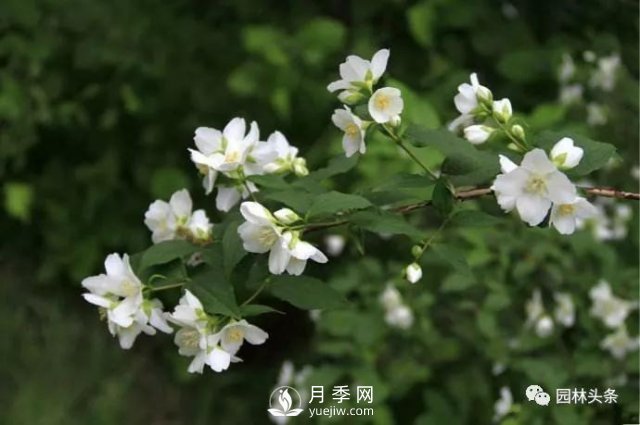 發(fā)展鄉土特色花灌木，這10種是潛力股(圖3)