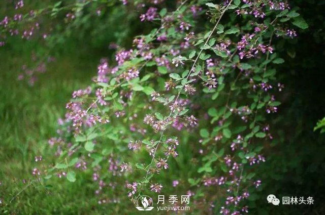 發(fā)展鄉土特色花灌木，這10種是潛力股(圖9)