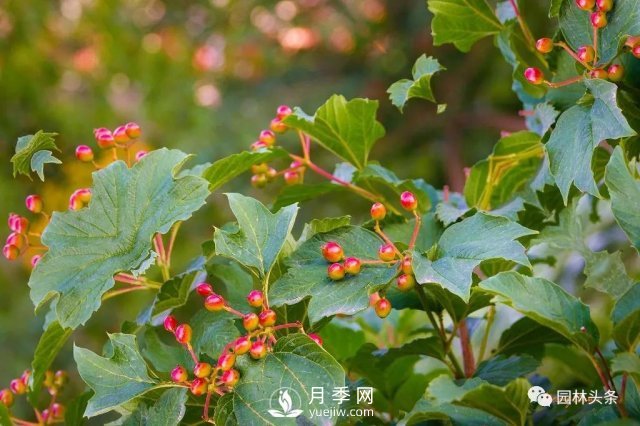 發(fā)展鄉土特色花灌木，這10種是潛力股(圖2)