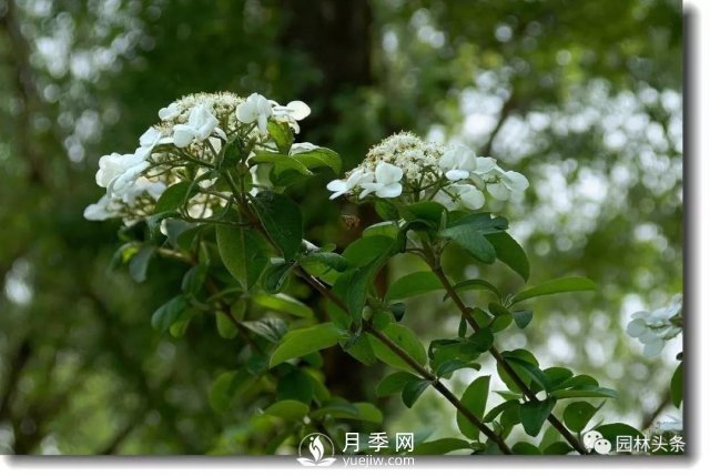 發(fā)展鄉土特色花灌木，這10種是潛力股(圖1)