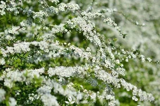 發(fā)展鄉土特色花灌木，這10種是潛力股(圖7)