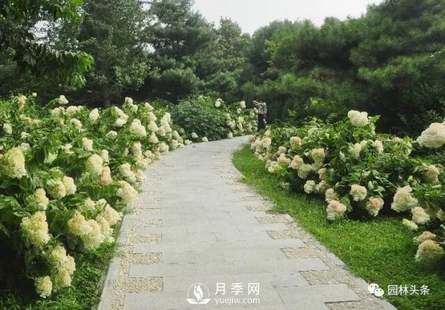 發(fā)展鄉土特色花灌木，這10種是潛力股(圖5)