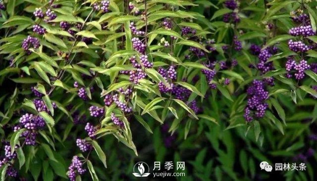 發(fā)展鄉土特色花灌木，這10種是潛力股(圖8)