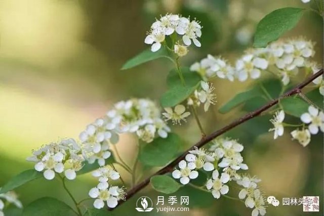 發(fā)展鄉土特色花灌木，這10種是潛力股(圖10)
