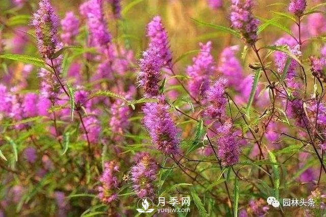 發(fā)展鄉土特色花灌木，這10種是潛力股(圖6)